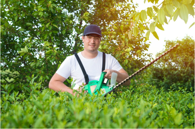 Avoid Costly Damage: The Importance of Regular Home Tree Trimming