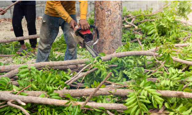 How Tree Removal Services Can Keep Your Property Safe and Beautiful